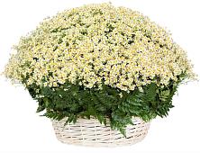 Цветочная композиция из Ромашки в корзине #REPLACE_PRED# Больших Березниках